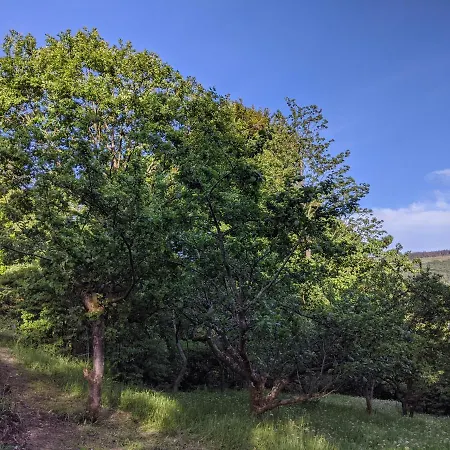 Thwaite House * 科尼斯顿